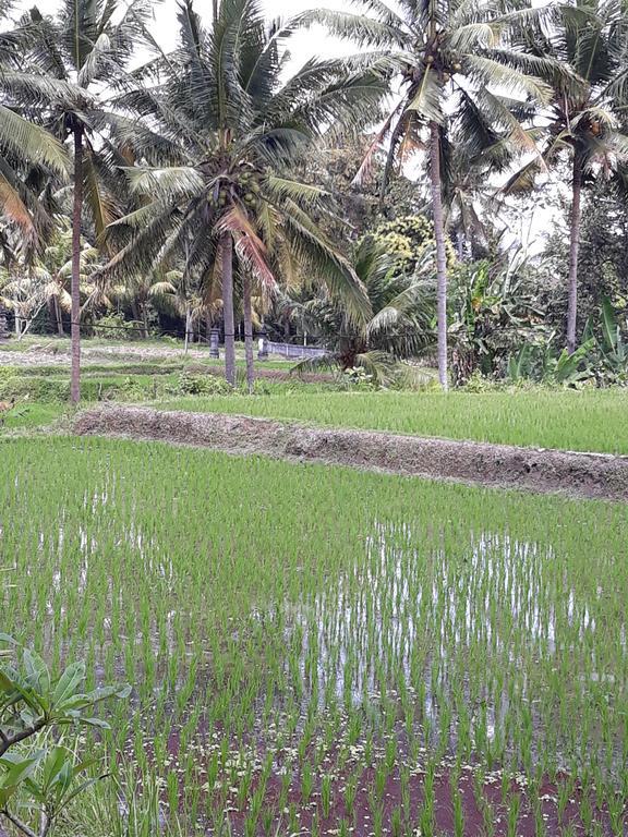Umah Dangin Guest House Ubud Extérieur photo