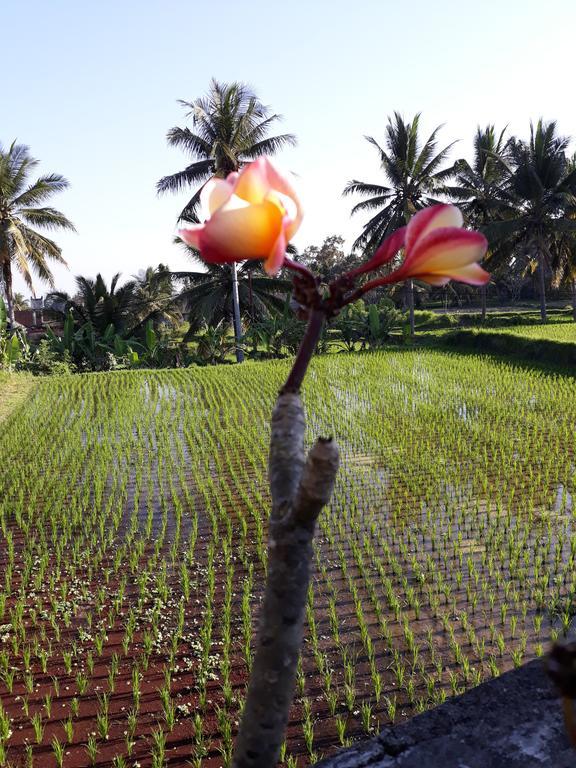 Umah Dangin Guest House Ubud Extérieur photo